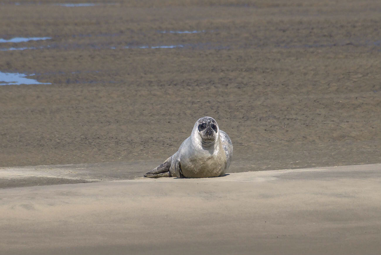 robbe am Strand