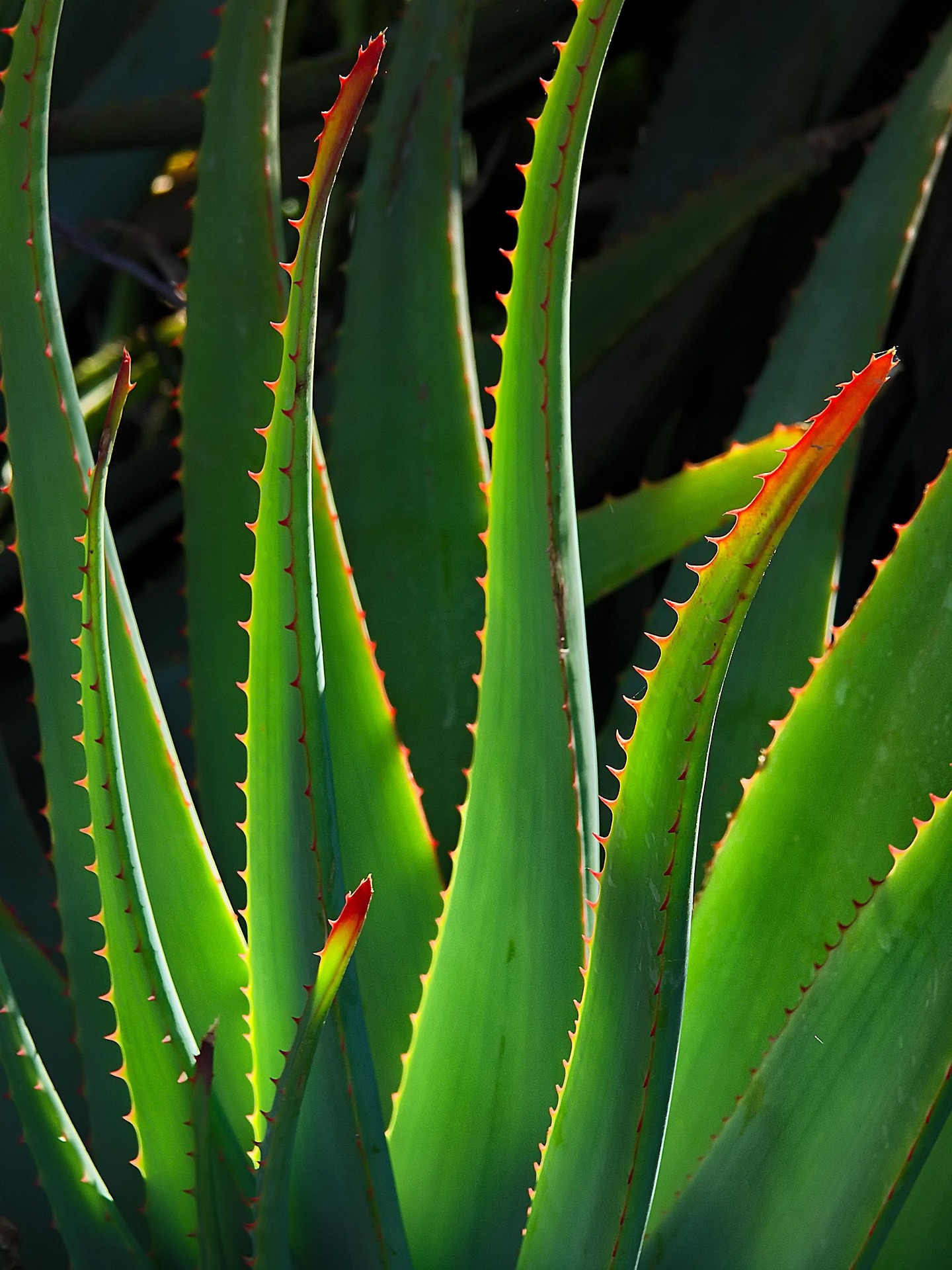 Bild "GridCards:01aloe.jpg"