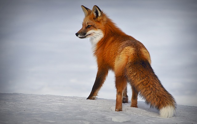 Bild "GridCards:Fuchs.jpg"