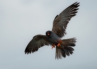 Bild "GridCards:Rotfussfalke.jpg"