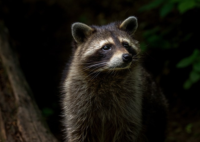 Bild "GridCards:Tiere_im_Wald_2.jpg"