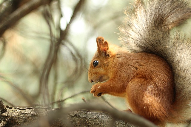 Bild "GridCards:Tiere_im_Wald_3.jpg"