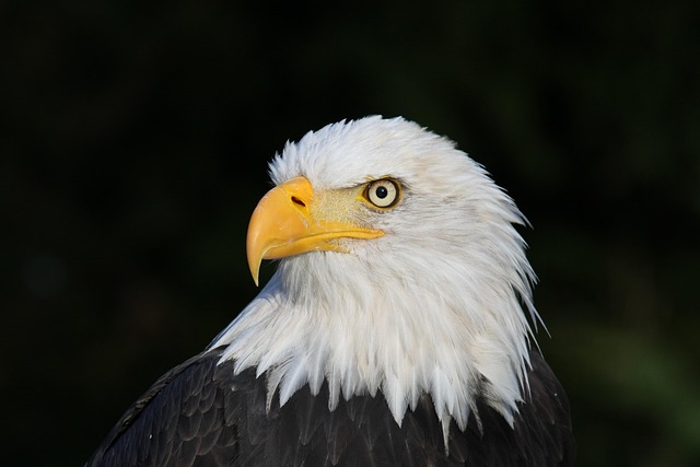 Bild "GridCards:Weisskopfseeadler640.jpg"
