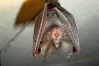 Bild "Akkordeon:Fledermaus.jpg"