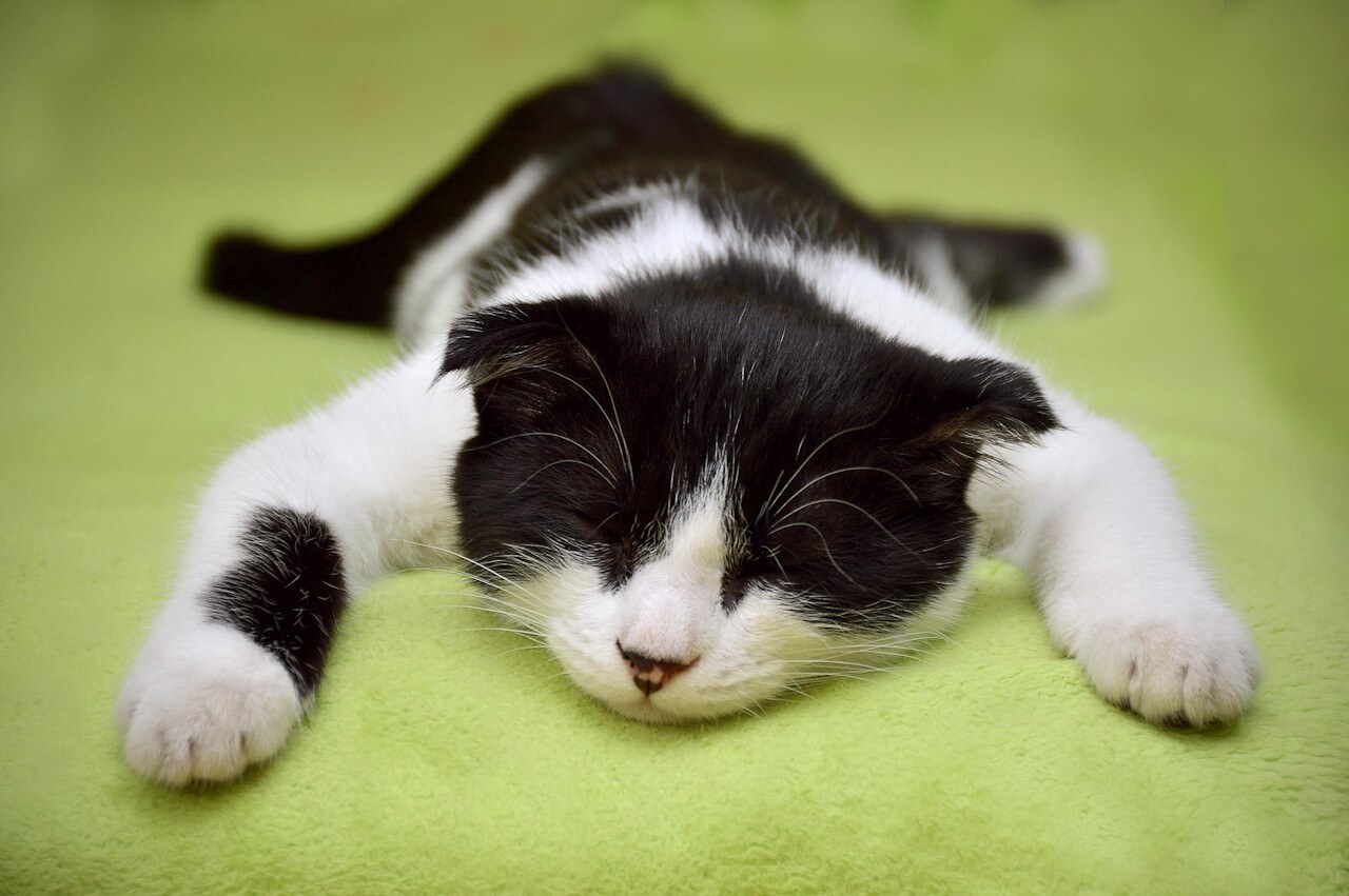 Bild "PhotoSwipe5:katze-2.jpg"