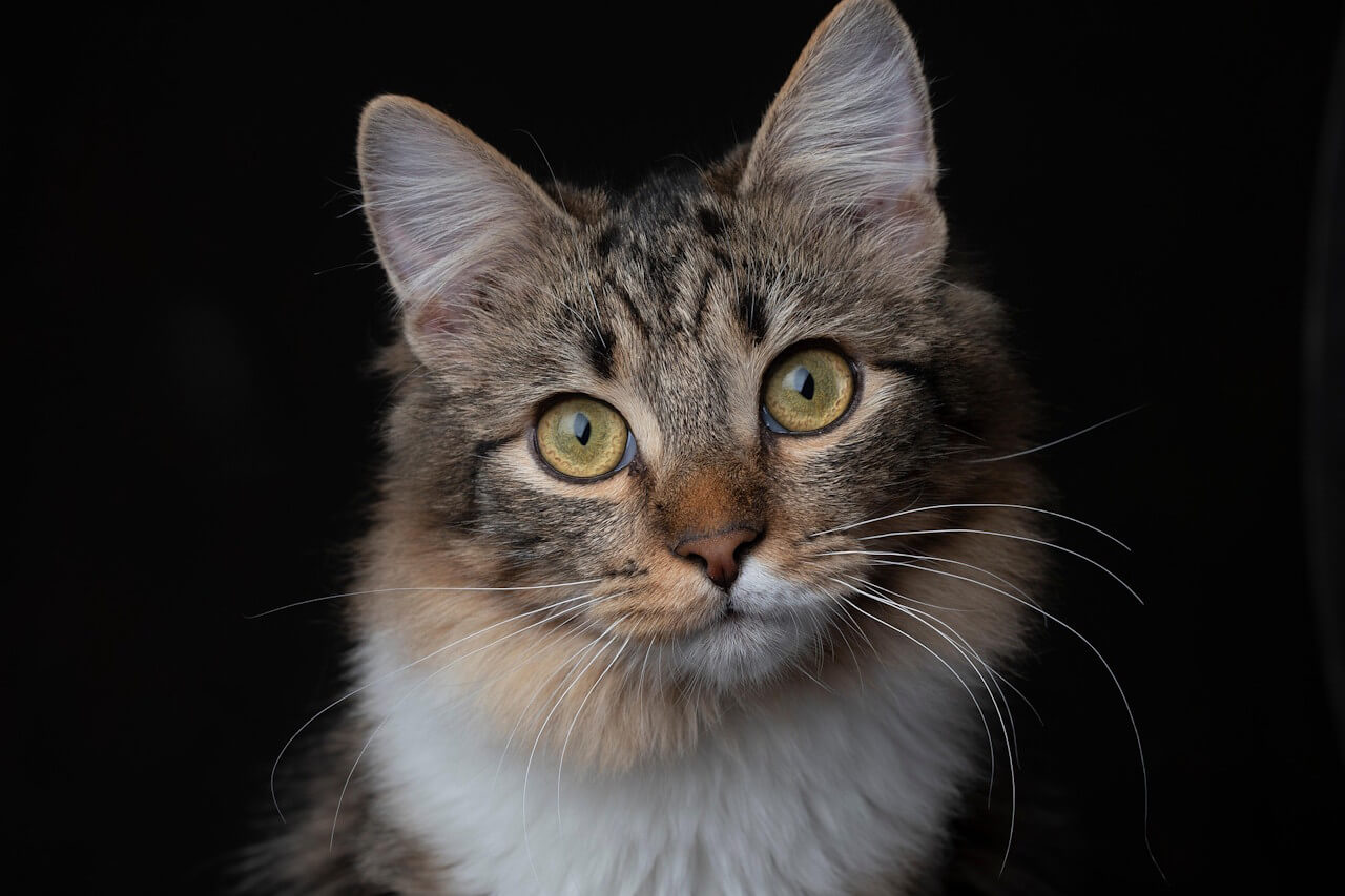 Bild "PhotoSwipe5:katze-4.jpg"